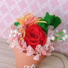 モスりすさん♡めずらしいリスさんアレンジ♡♡のサムネイル