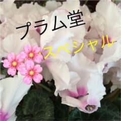 スペシャルセット❤️デザートプ【大瓶2本】とろける梅干し【大パック２個】のサムネイル