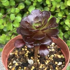 アエオニウム レッドサン【抜き苗】多肉植物 - メルカリ