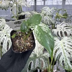 7 モンステラ デリシオーサ デビルモンスター【親株あり】送料込み