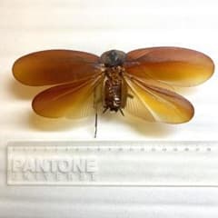昆虫標本 マンモスゴキブリ - メルカリ