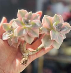 多肉植物 パープルディライト錦 群生3頭 大きめ 根付き発送 - メルカリ
