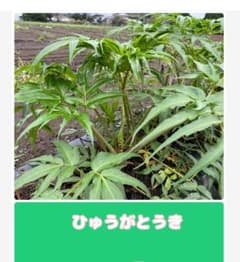 ひゅうがとうき　苗　5本のサムネイル