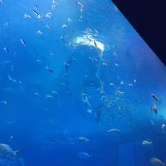 リンガル様 専用のサムネイル
