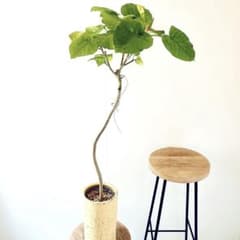 現品 フィカス ウンベラータ 曲がり 陶器鉢 高さ100cm calm cafe フィカス ウンベラータ 特別仕立て 陶器鉢 5号 calm cafe - メルカリ