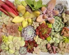 育てやすい　多肉植物　詰め合わせ　セット　セダム　カット苗④のサムネイル