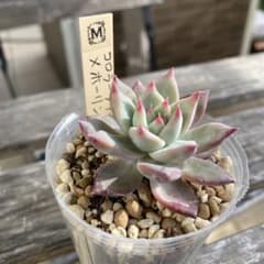 ☆コロラータアテマハック×ホーリンゼ☆ 実生交配苗☆ - メルカリ