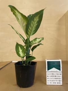 ディフェンバキア 観葉植物 ポットごと配送のサムネイル