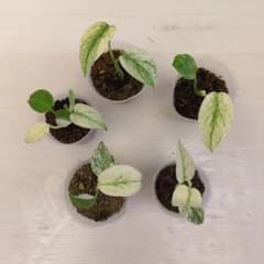 MS289 モンステラ ホワイトモンスター 天津蘭 デリシオーサ 5セット株