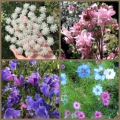 お花の種４種類セットのサムネイル