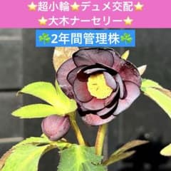 194☘️2年間管理株☘️⭐️超小輪⭐️デュメ交配⭐️大木ナーセリー