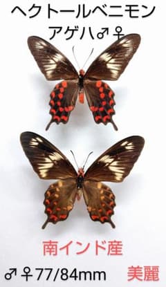 新春価格‼️ヘクトールベニモンアゲハ♂♀標本☆南インド産☆紅色