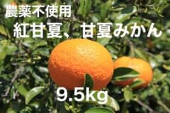 甘夏、紅甘夏みかん　箱込み 約9.5kg (24〜32玉)のサムネイル