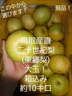 鳥取　産直　二十世紀梨　(東郷梨)　大玉　箱込み約10キロのサムネイル