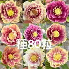 クリスマスローズ 種 80粒 - メルカリ
