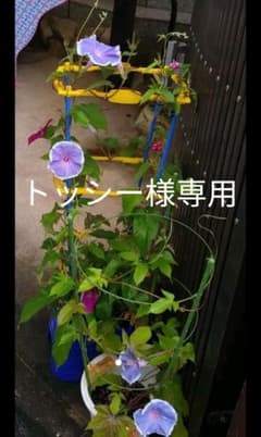 アサガオの種のサムネイル