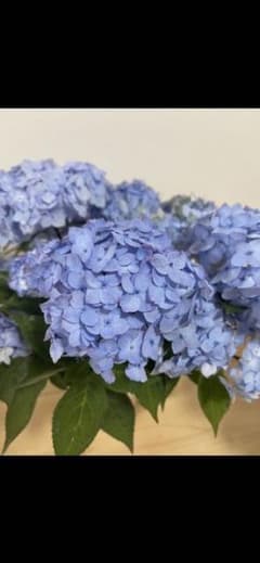 山アジサイ「倉木てまり」の挿木苗2本　根付きのサムネイル