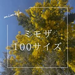 ミモザ 100サイズ 保水有り フレッシュミモザのサムネイル
