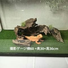 流木578 昆虫爬虫類 レイアウト用品 アク抜き済 シェルター 隠れ家