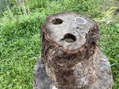 クワリウム シェルター 登り木 エサ台のサムネイル