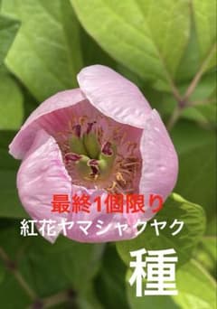 山野草　斑入り千歳産紅花　ヤマシャクヤク　9C 山野草 種 紅花ヤマシャクヤク 10粒 2026年9月10日採取 送料込み