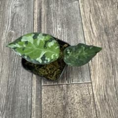 アグラオネマ　アンダマン　ナチュラのサムネイル