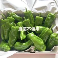 農薬不使用　ピーマン　自然栽培のサムネイル