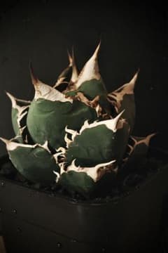 極上OC株】アガベ チタノタ SAD 子株 - メルカリ