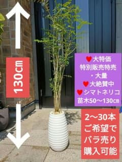 ♥大特価・特別販売特売・大量5本 ♥大絶賛中♥シマトネリコ苗木50～130㎝ ♥大特価・特別販売特売・大量5本 ♥大絶賛中♥シマトネリコ苗木50