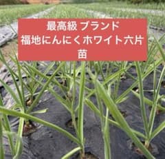 新鮮無農薬 福地にんにくホワイト6片 苗 10株 - メルカリ