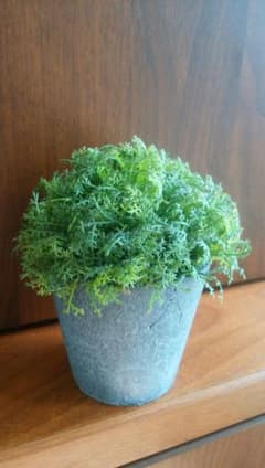 ★最終価格★フェイクグリーンの鉢植え♪のサムネイル