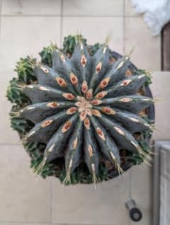 Omc Labo】極上3 フェロカクタス刺無王冠竜 希少 サボテン 古木 - メルカリ