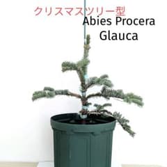 abies procera ノーブルもみ アビエスプロセラ プンゲンストウヒ 苗