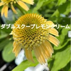 ★エキナセア　ダブルスクープレモンクリーム★のサムネイル