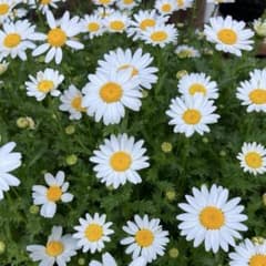 【花の種】一年草♡ノースポール♡クリサンセマム♡種100粒♡おまけつき