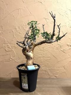 【希少発根済】コミフォラ フォリアセア ソマリア産 現地球 鉢のまま発送 希少発根済】コミフォラ フォリアセア ソマリア産 現地球 鉢の