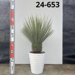 ユッカ ロストラータ【24-653】超美形 シルバーブルー - メルカリ