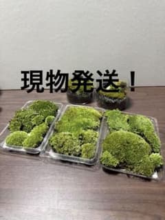 山苔 ホソバオキナゴケ等 3パック Ｎｏ．2のサムネイル