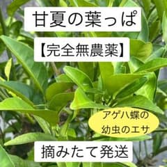 アゲハ蝶の幼虫の餌】甘夏の葉 枝付き100枚以上 農薬不使用 ネコポス