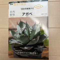 多肉植物 アガベのサムネイル