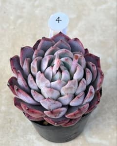 4.ブルースパイン×苺恋のサムネイル