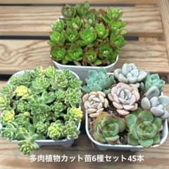 多肉植物カット苗6種セット45本のサムネイル