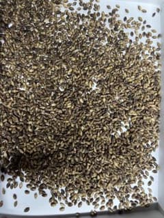 【淡路島産/無農薬】令和7年産 もち麦(ダイシモチ/六条もち麦はだか麦) 1kgのサムネイル