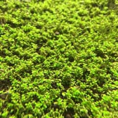 キューバパールグラスsho様専用のサムネイル