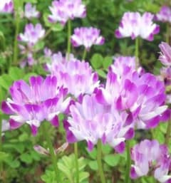 レンゲソウ　蓮華草　種　100粒のサムネイル
