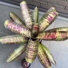 Neoregelia Captain Morley Shadow - メルカリ