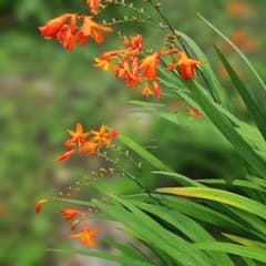 ヒメヒオウギズイセン 苗 球根 ガーデニングのサムネイル