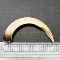 イノシシの牙(約11.5cm)のサムネイル