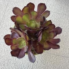 【確認用です】多肉植物 アエオニウム ブラックチェリー ◎メルカリ便◎ 多肉植物 アエオニウム 黒法師モスグリーン 抜き苗◎メルカリ便