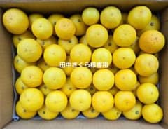 田中さくら様専用　黄金柑　(約3Kg)のサムネイル